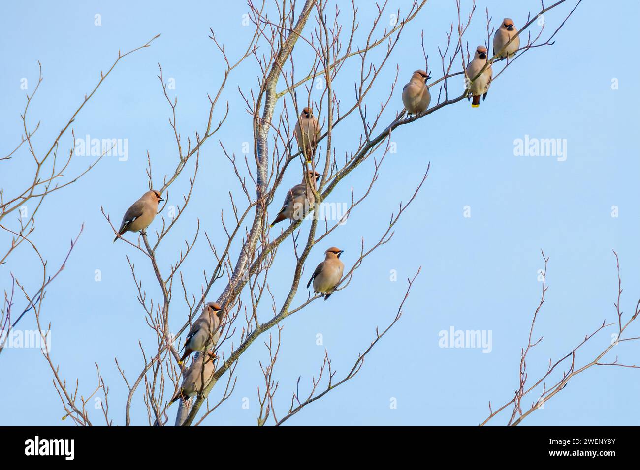 Un piccolo gregge di Waxwings, Bombycilla garrulus, arroccato su un albero durante una visita invernale nel Regno Unito Foto Stock