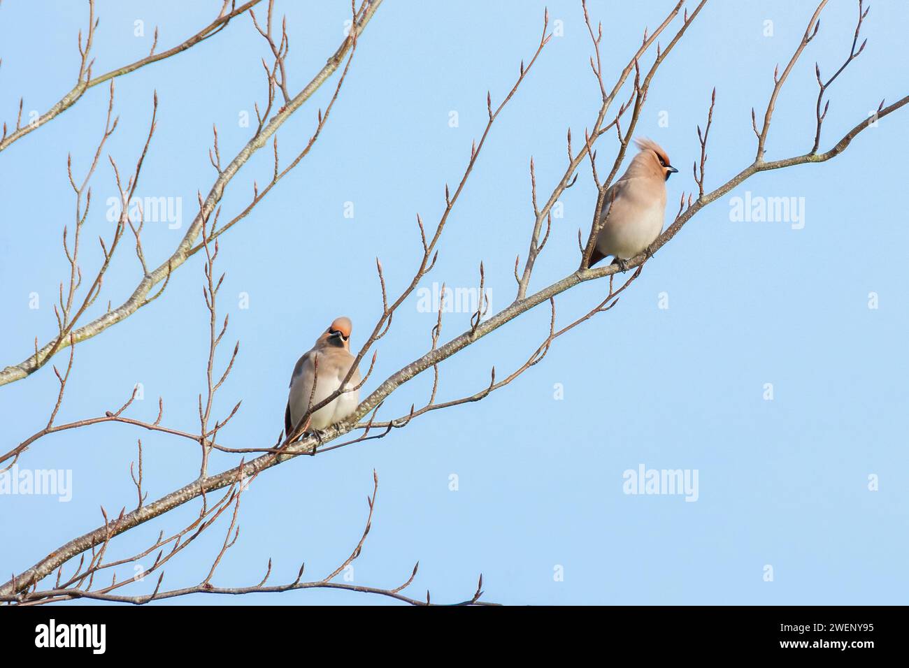 Due Waxwings, Bombycilla garrulus, appollaiati in un albero durante una visita invernale nel Regno Unito Foto Stock