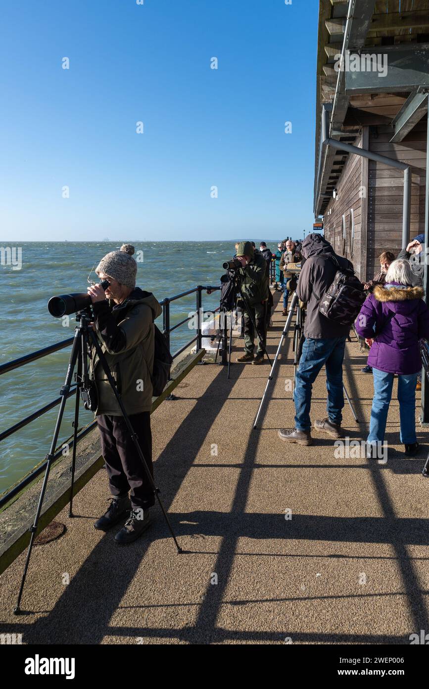 Southend Pier, Southend on Sea, Essex, Regno Unito. 26 gennaio 2024. L'avvistamento di un giovane uccello White Bill Diver al largo del molo nell'estuario del Tamigi a Southend ha attirato gli amanti del birdwatching presso l'attrazione turistica che si estende per oltre un miglio nelle acque più profonde dell'estuario. La specie si trova di solito svernare nelle coste settentrionali dell'Europa come la Norvegia e le estati nell'Artico. Questo è stato citato come il primo avvistamento della razza nell'Essex. I visitatori di oggi devono ancora notarlo Foto Stock