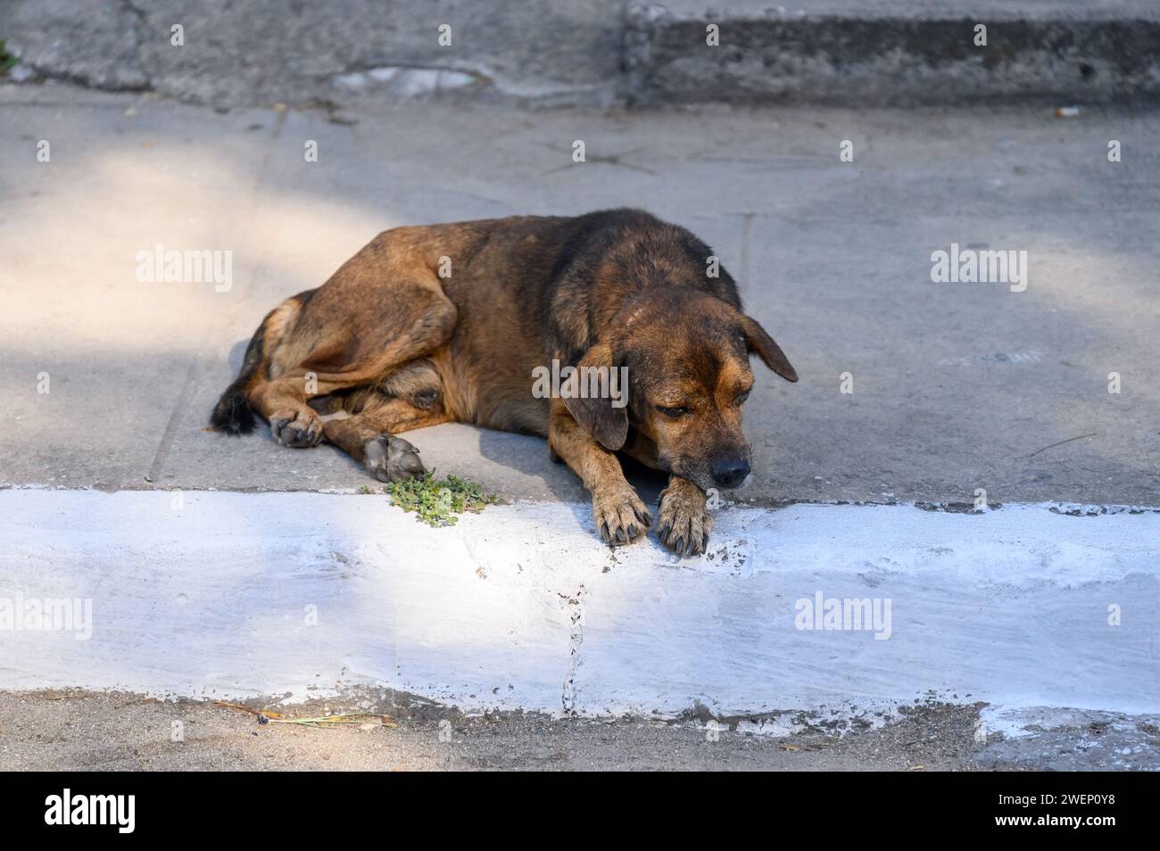 Triste cane randagio a Santa Clara, Cuba Foto Stock