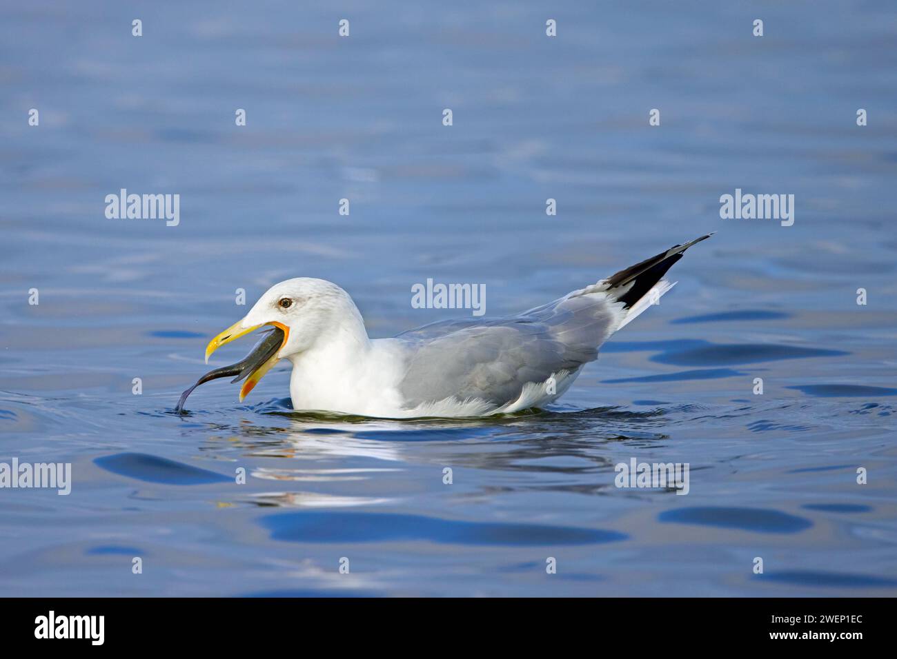 Gabbiano europeo delle aringhe (Larus argentatus) che nuota e degluta pesci grossi Foto Stock