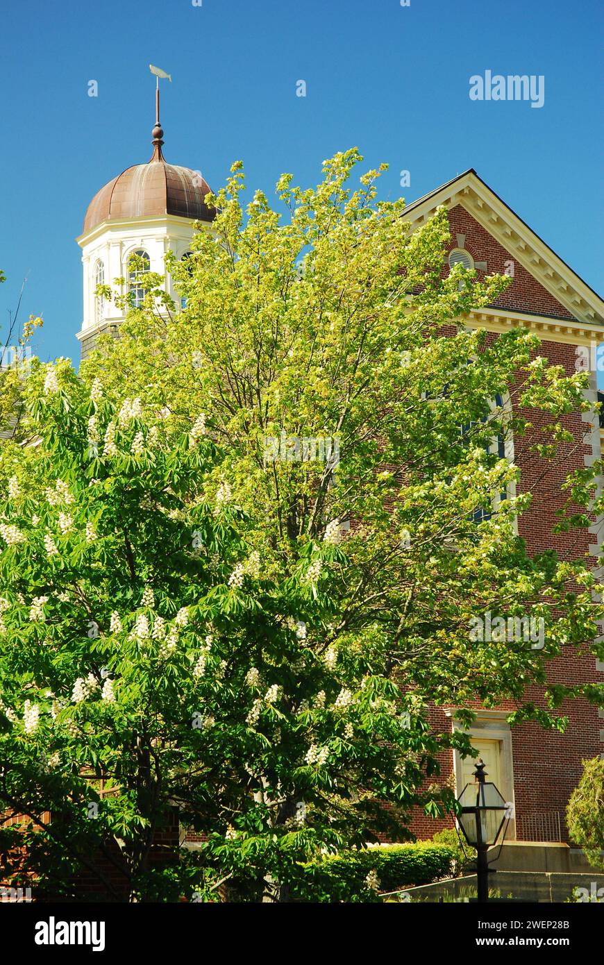 Un grande albero si trova di fronte al Whaling Museum di New Bedford, Massachusetts Foto Stock