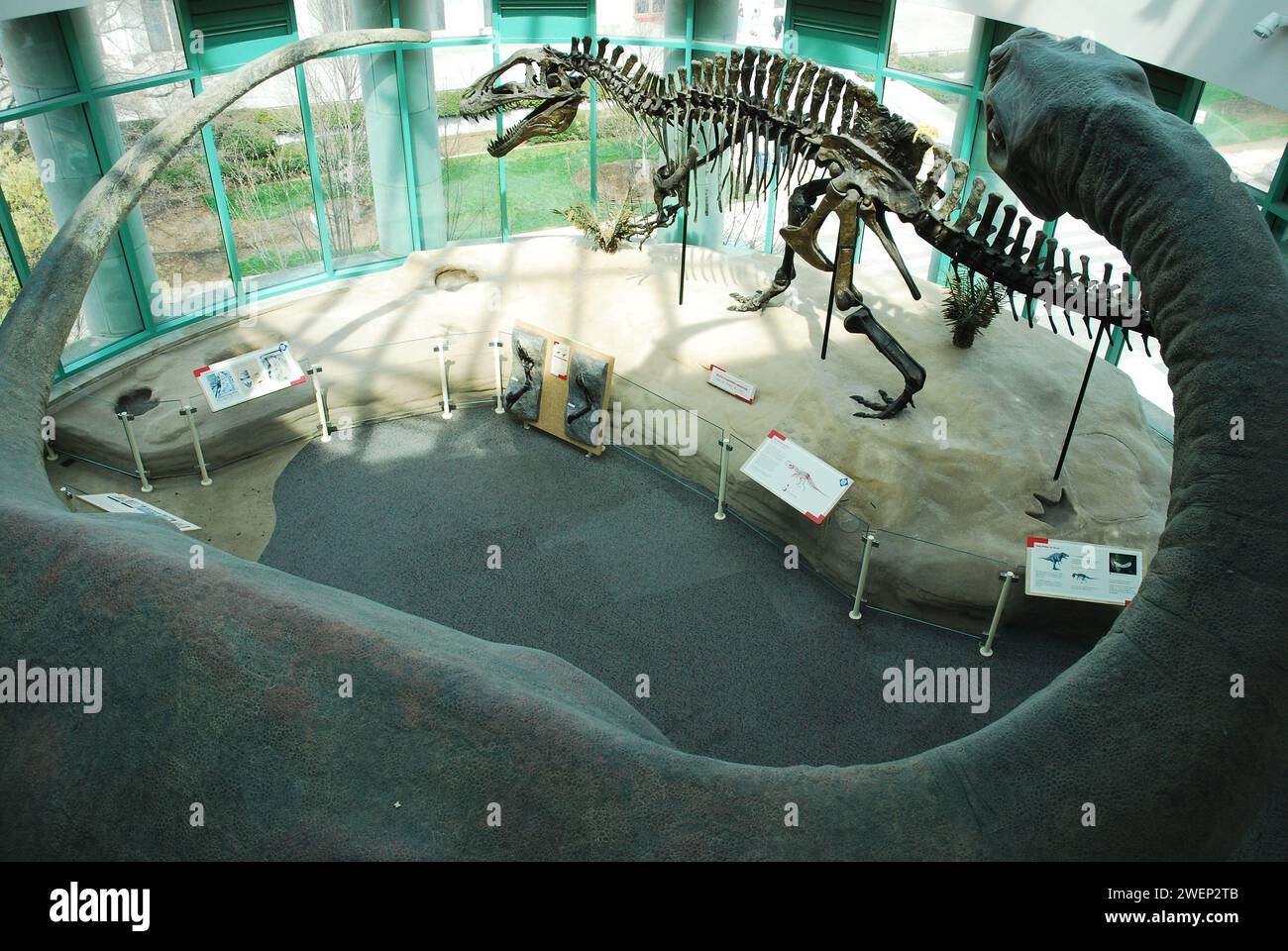 I fossili e le mostre di dinosauri insegnano sulla preistoria al North Carolina Museum of Natural Sciences di Raleigh Foto Stock