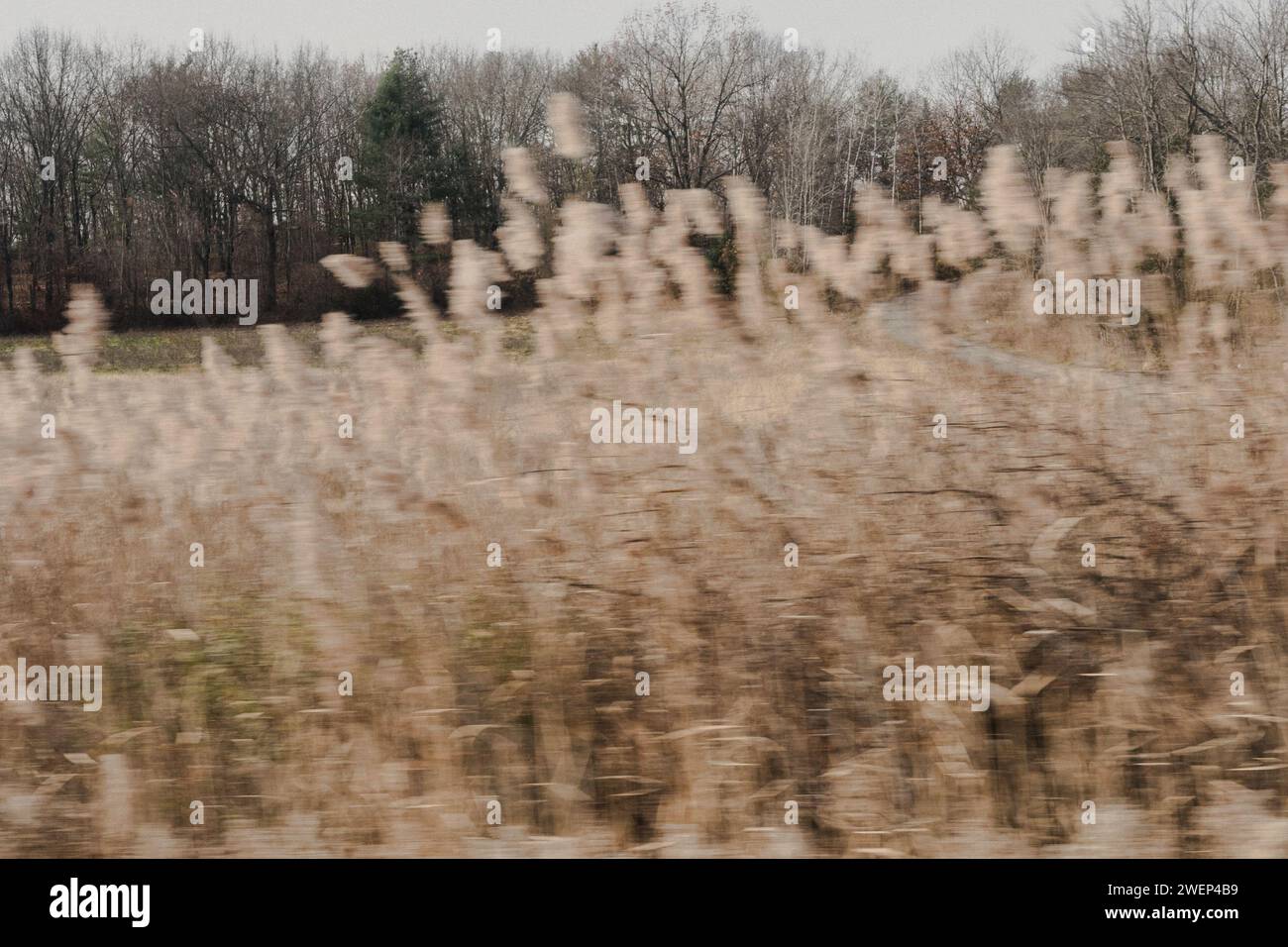 Cespugli bruni ed erba accanto ad alberi lontani Foto Stock