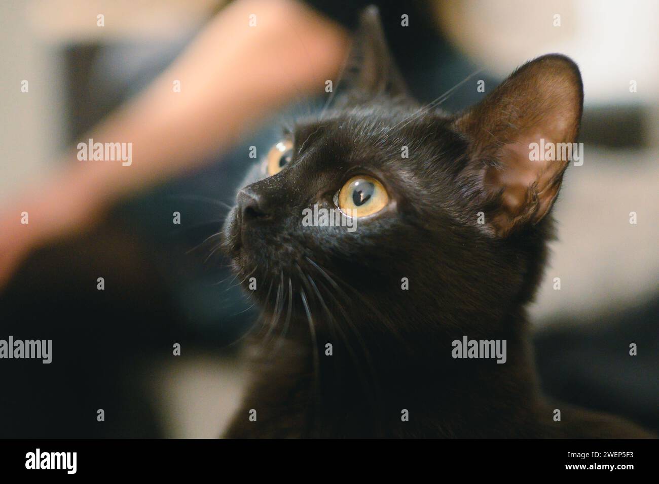 Un gatto curioso guarda verso l'alto con gli occhi spalancati Foto Stock