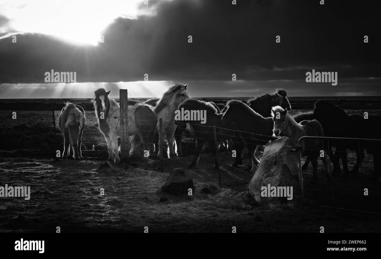 Una mandria di cavalli che pascolano da un corpo d'acqua sereno in un campo pittoresco Foto Stock