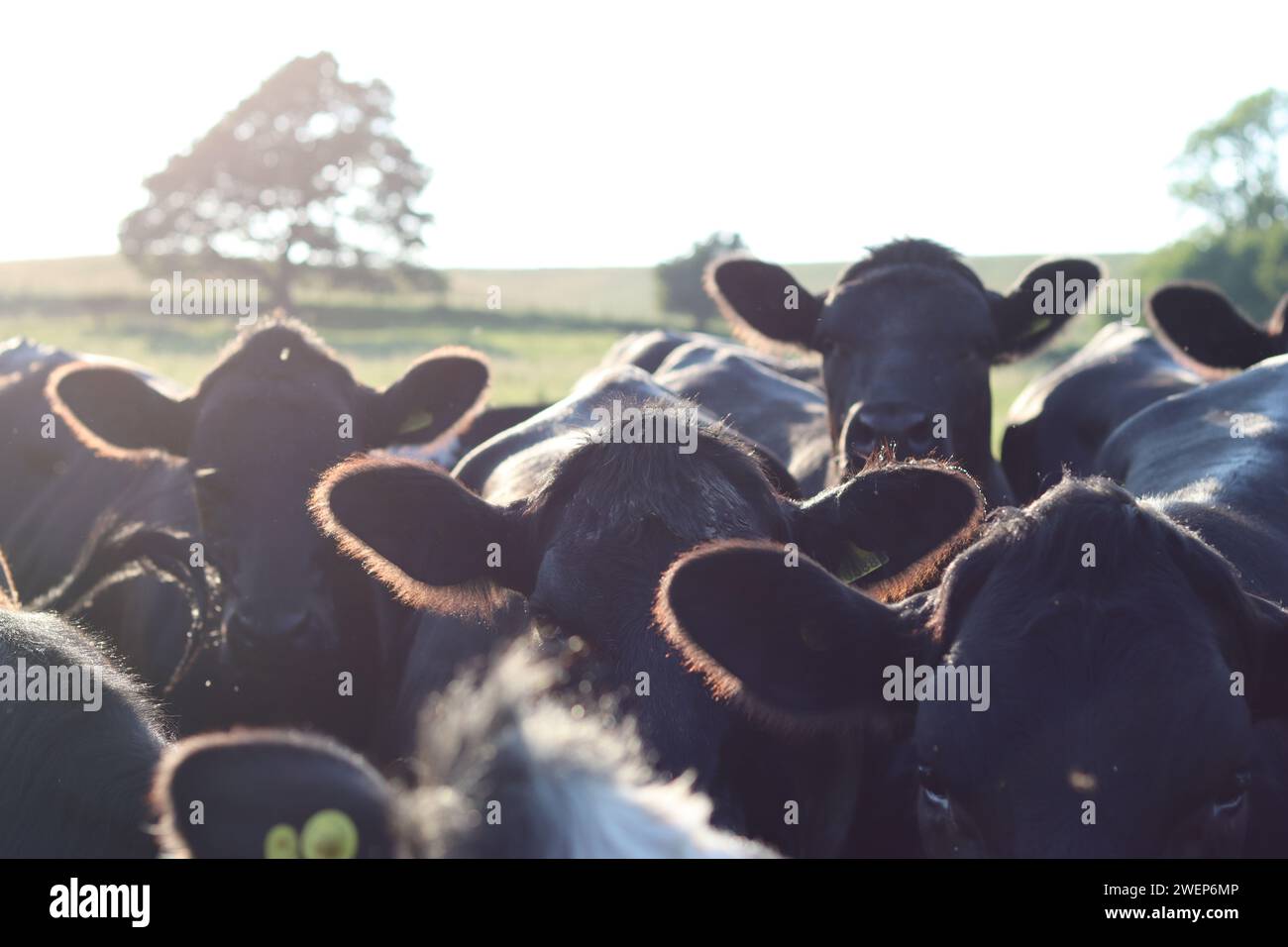 Branco di vacche nere alla luce del sole della sera dorata Foto Stock