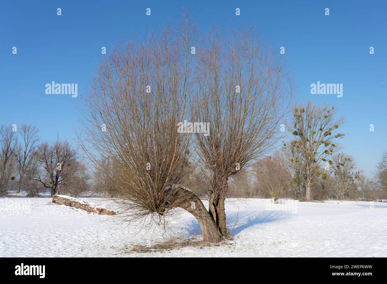 Inverno nella pianura alluvionale del fiume Reno con salice di pollard di salix, regione del basso Reno, Germania Foto Stock