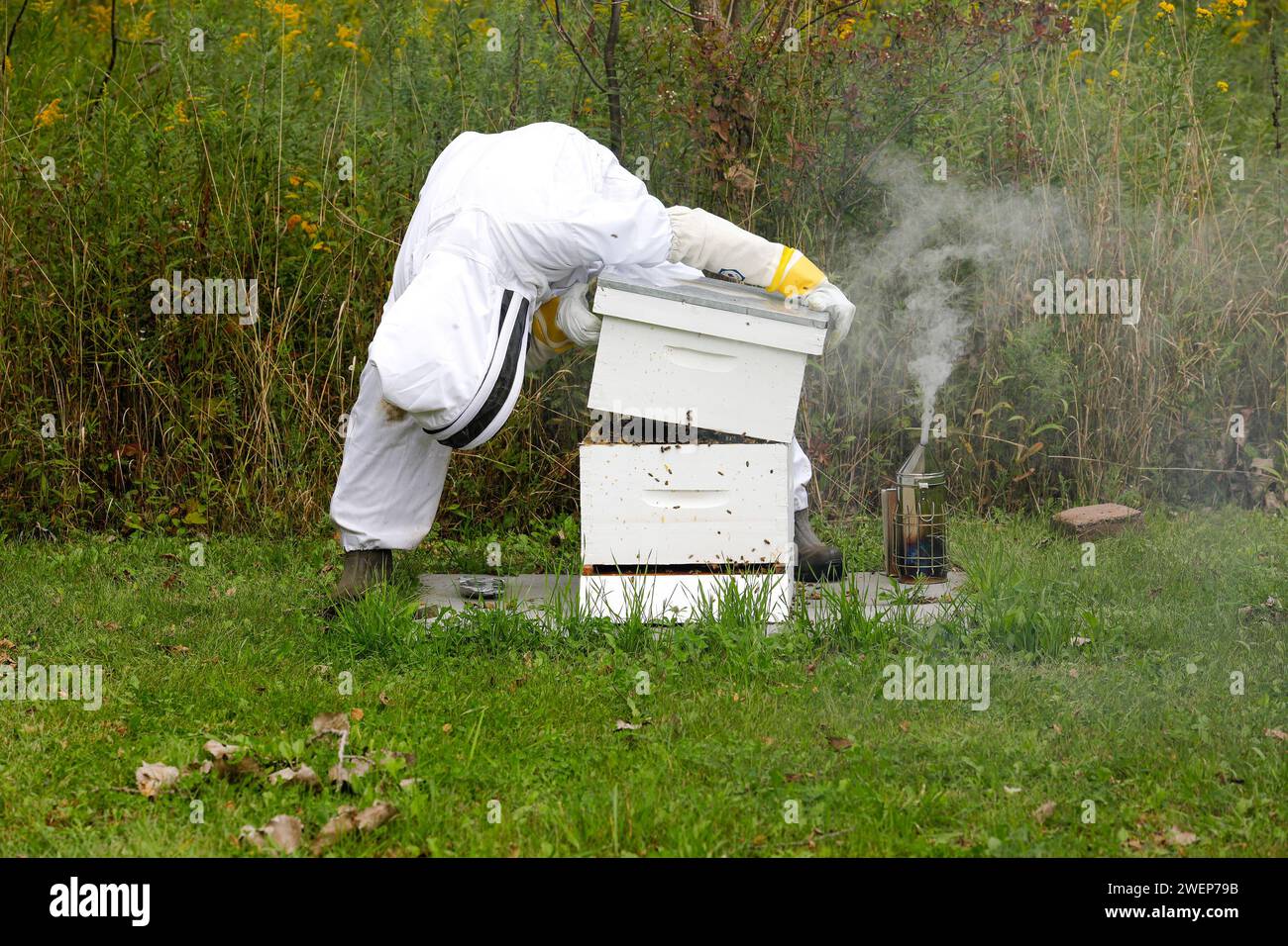 Apicoltore che ispeziona la scatola di api per una produzione ottimale di miele Foto Stock