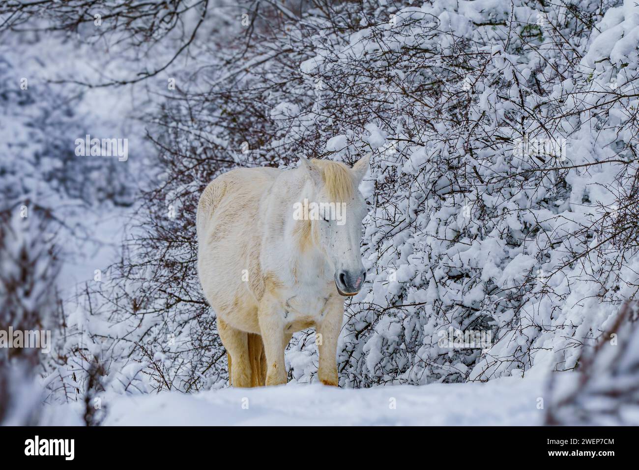 Cavallo bianco in piedi nella foresta innevata Foto Stock