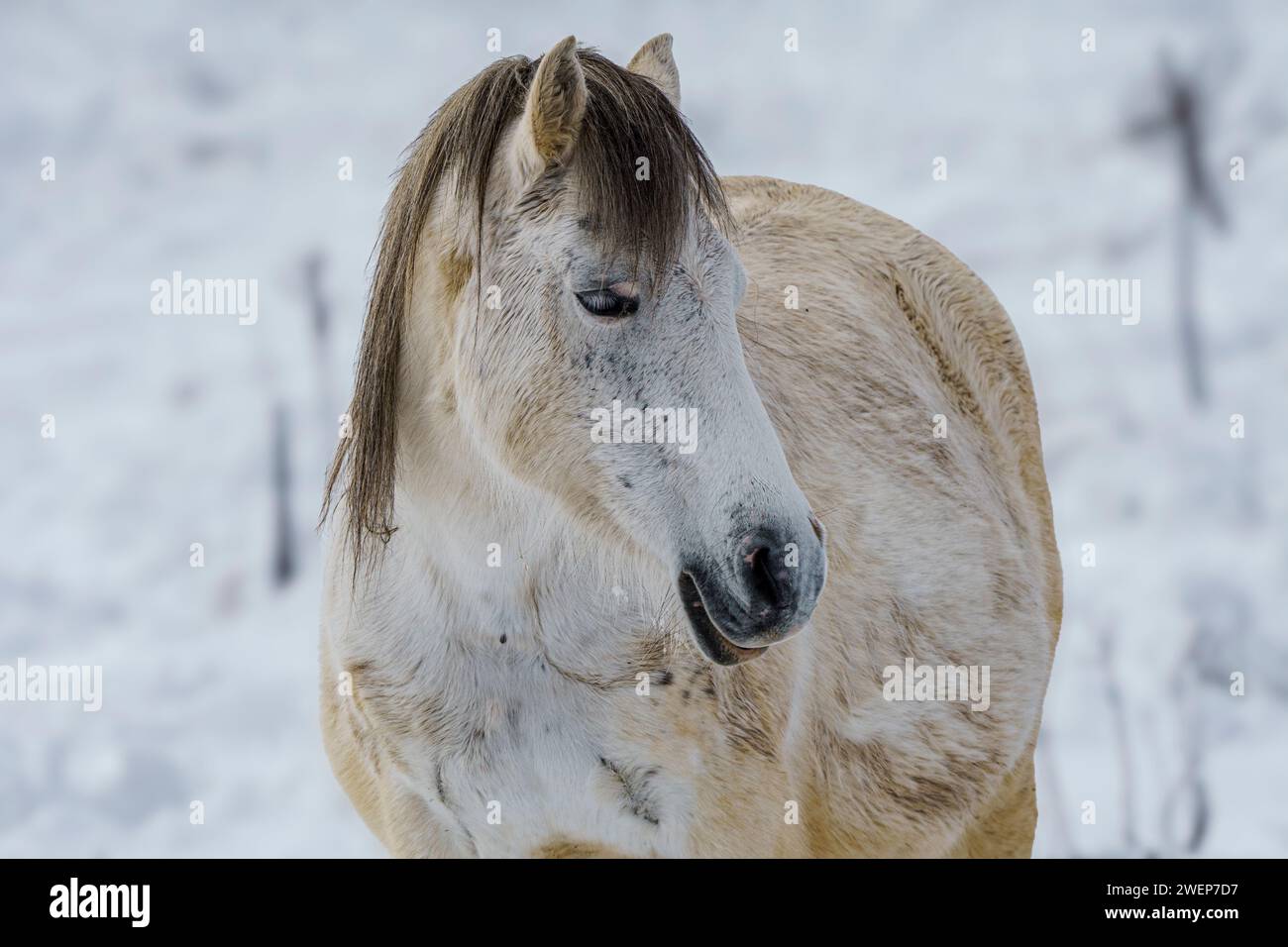Un maestoso cavallo che si stende graziosamente accanto a un arido cespuglio innevato Foto Stock