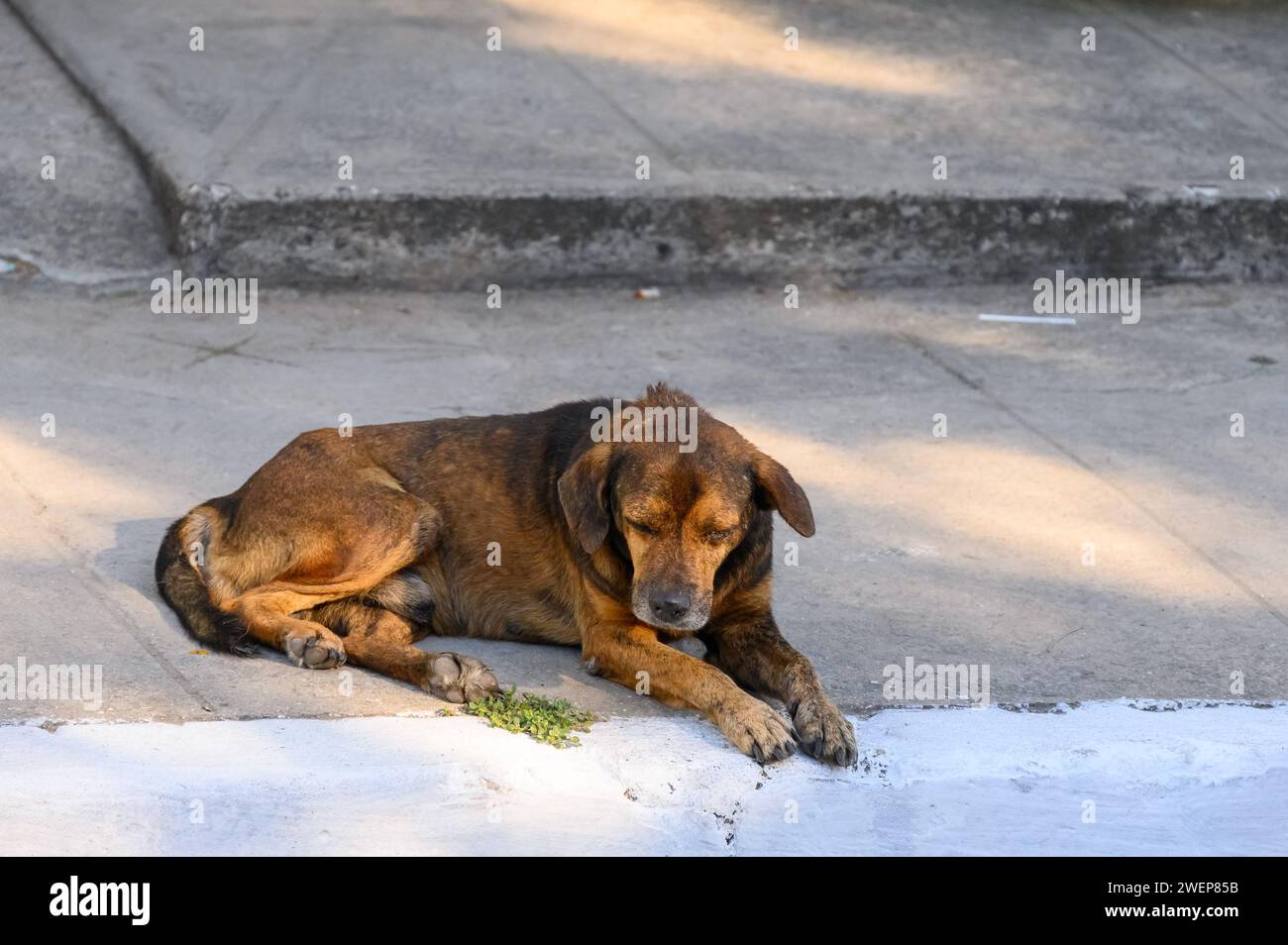 triste cane randagio seduto sul marciapiede, santa clara city, cuba, 2024 Foto Stock