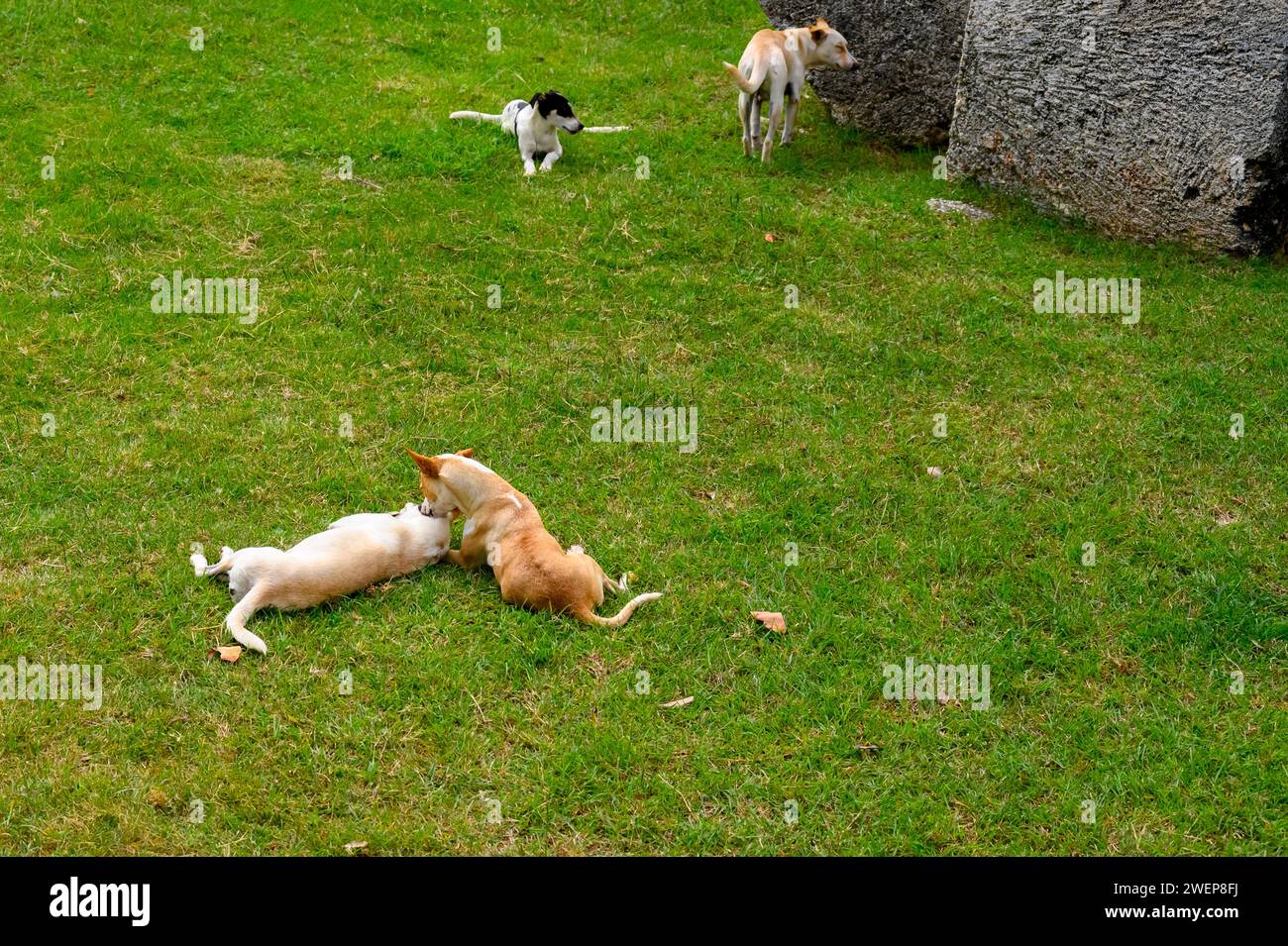 cani randagi che giocano nel parco pubblico, varadero, cuba Foto Stock