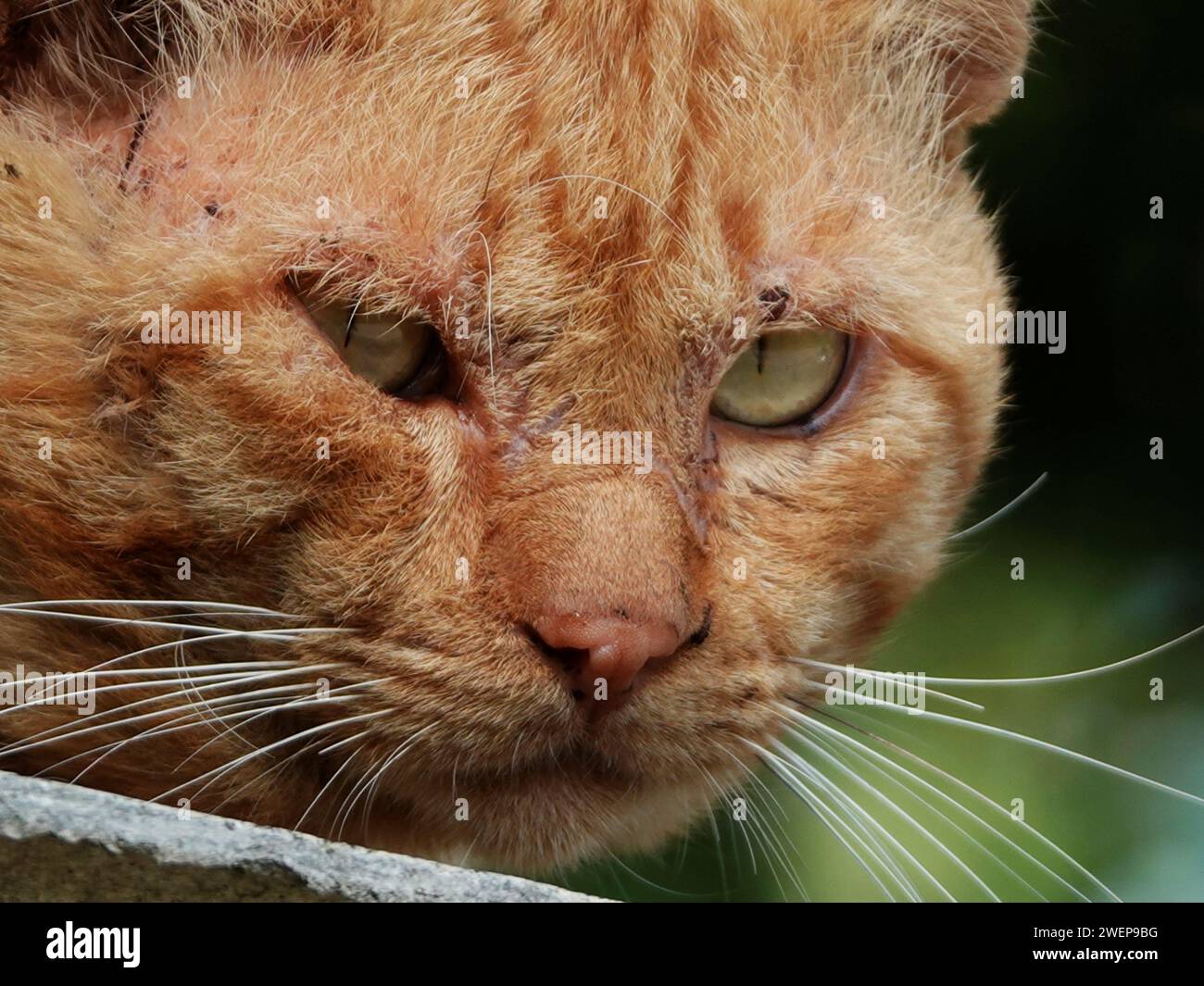 Primo piano di un vivace gatto arancione con accattivanti occhi verdi che guardano curiosamente oltre un muro Foto Stock