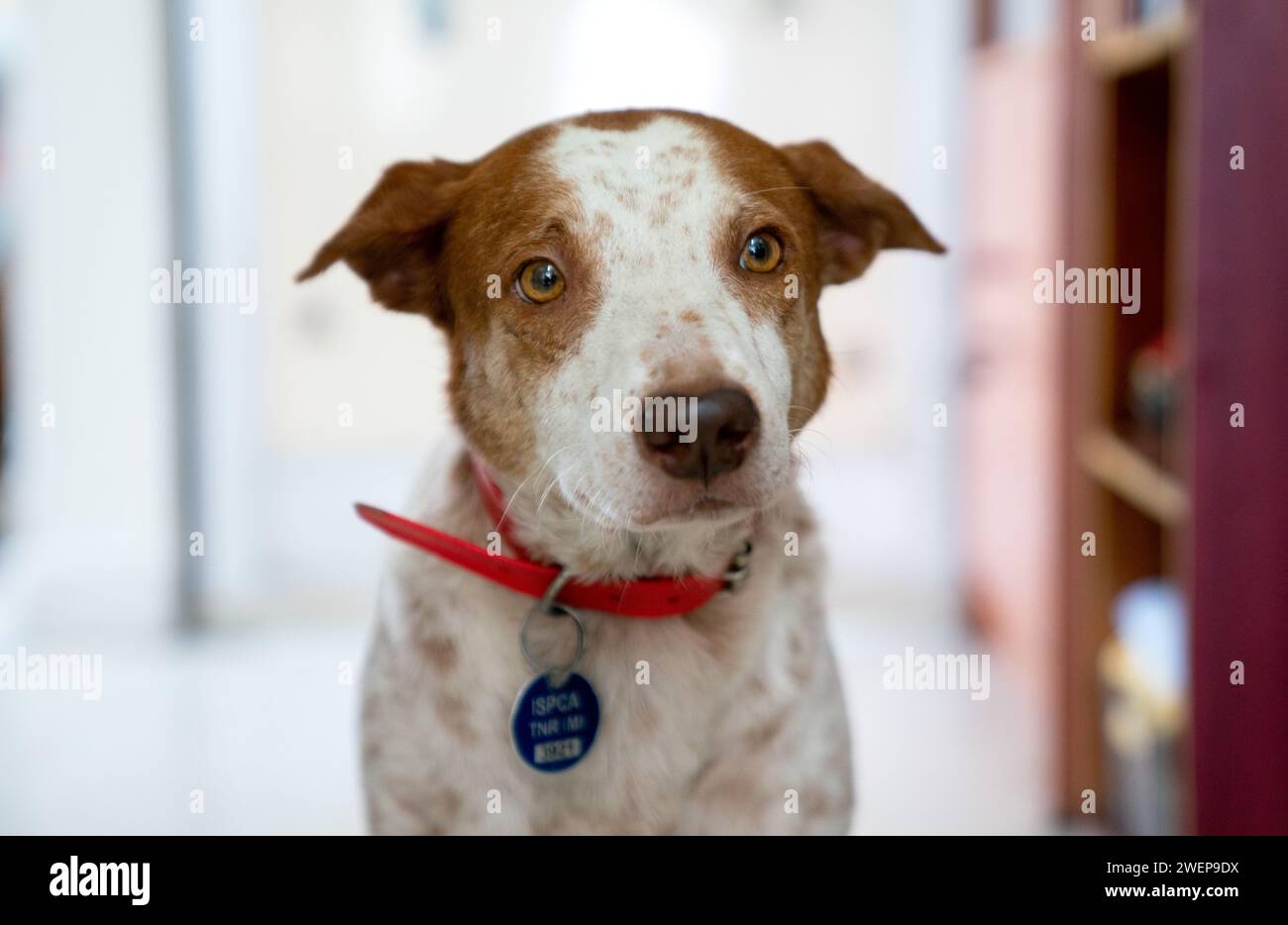 Primo piano ritratto di cane marrone e bianco Foto Stock