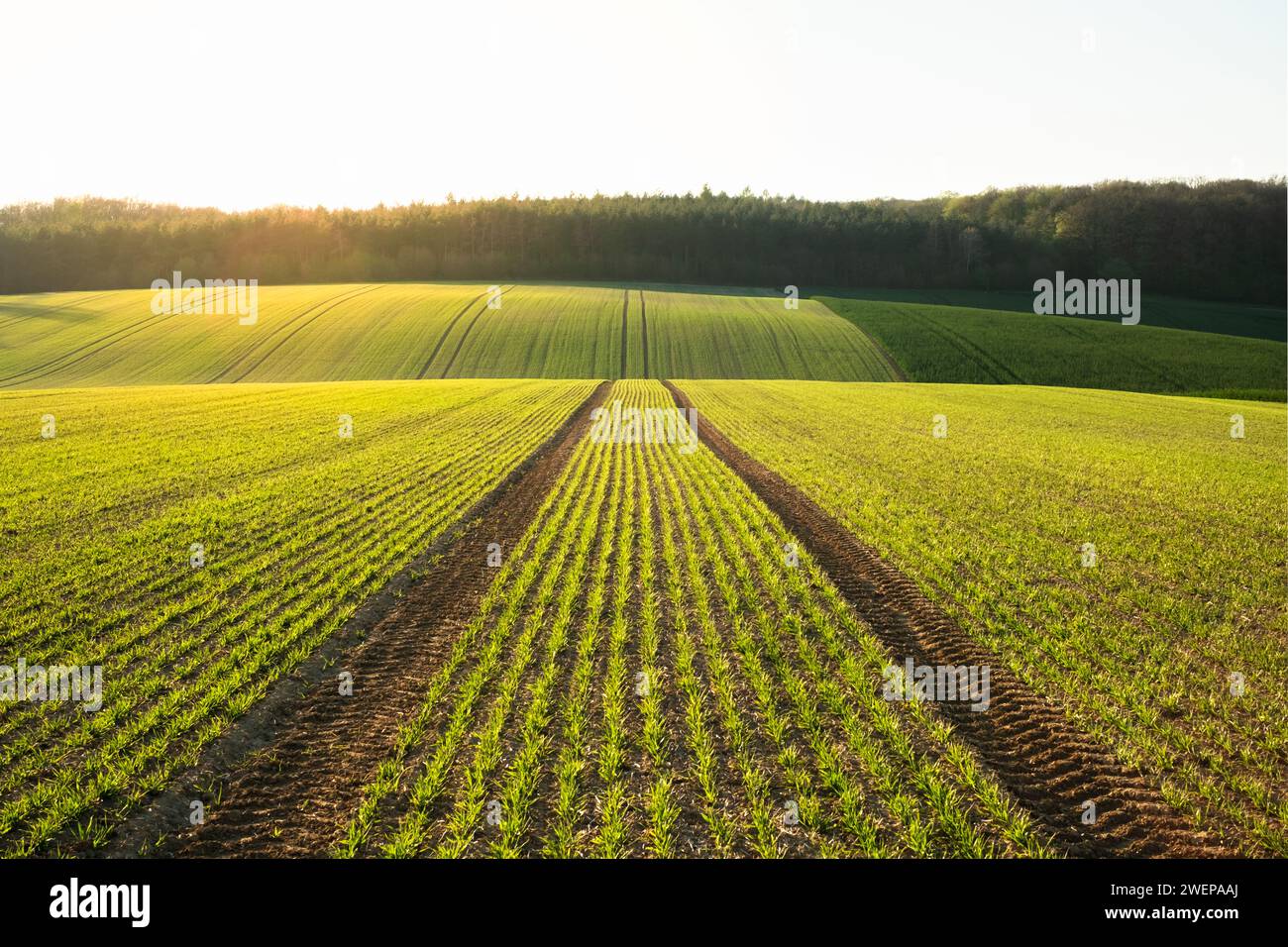 Filari di grano verde e onde dei campi agricoli della Moravia meridionale, Repubblica Ceca. Può essere utilizzato come sfondo naturale o texture Foto Stock