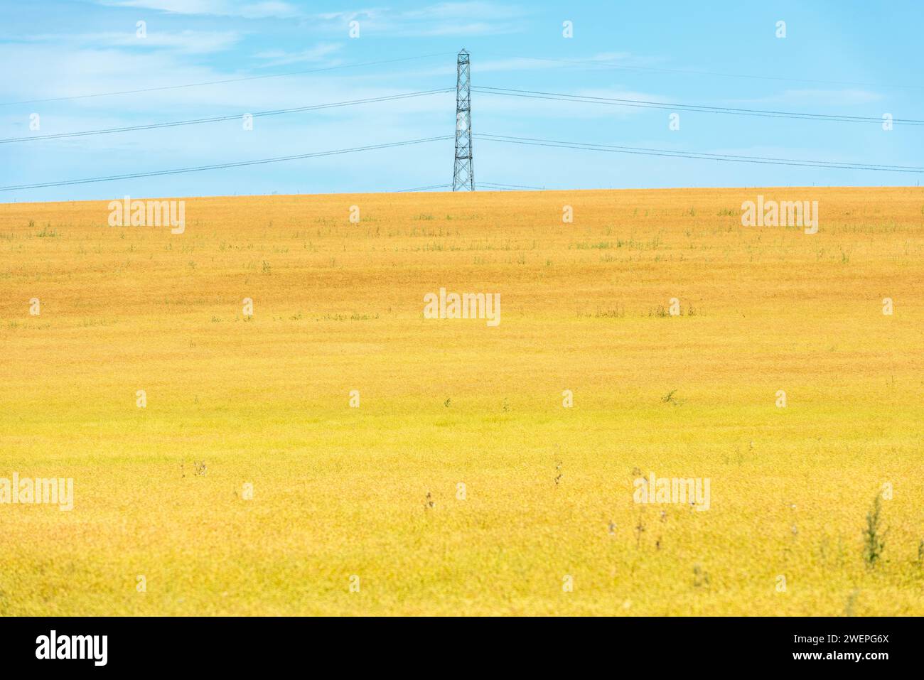 Pilone elettrico in un campo agricolo vicino a Faversham nel Kent, Inghilterra Foto Stock
