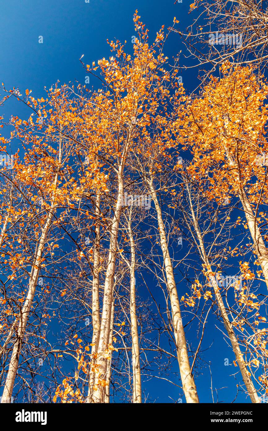 Gli alberi di Aspen nel territorio dello Yukon, in Canada, in una soleggiata giornata autunnale. Foto Stock