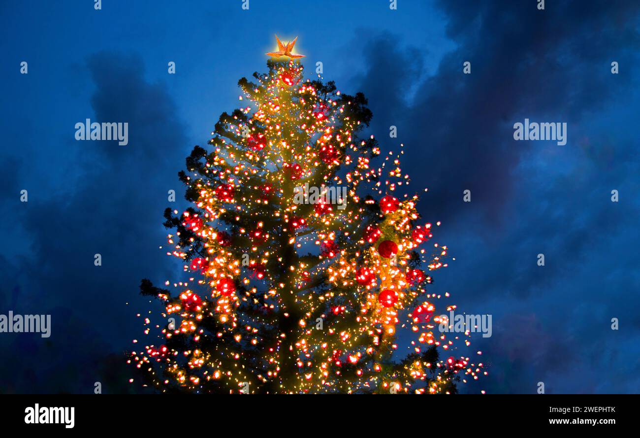 Illuminato albero di Natale di notte Foto Stock