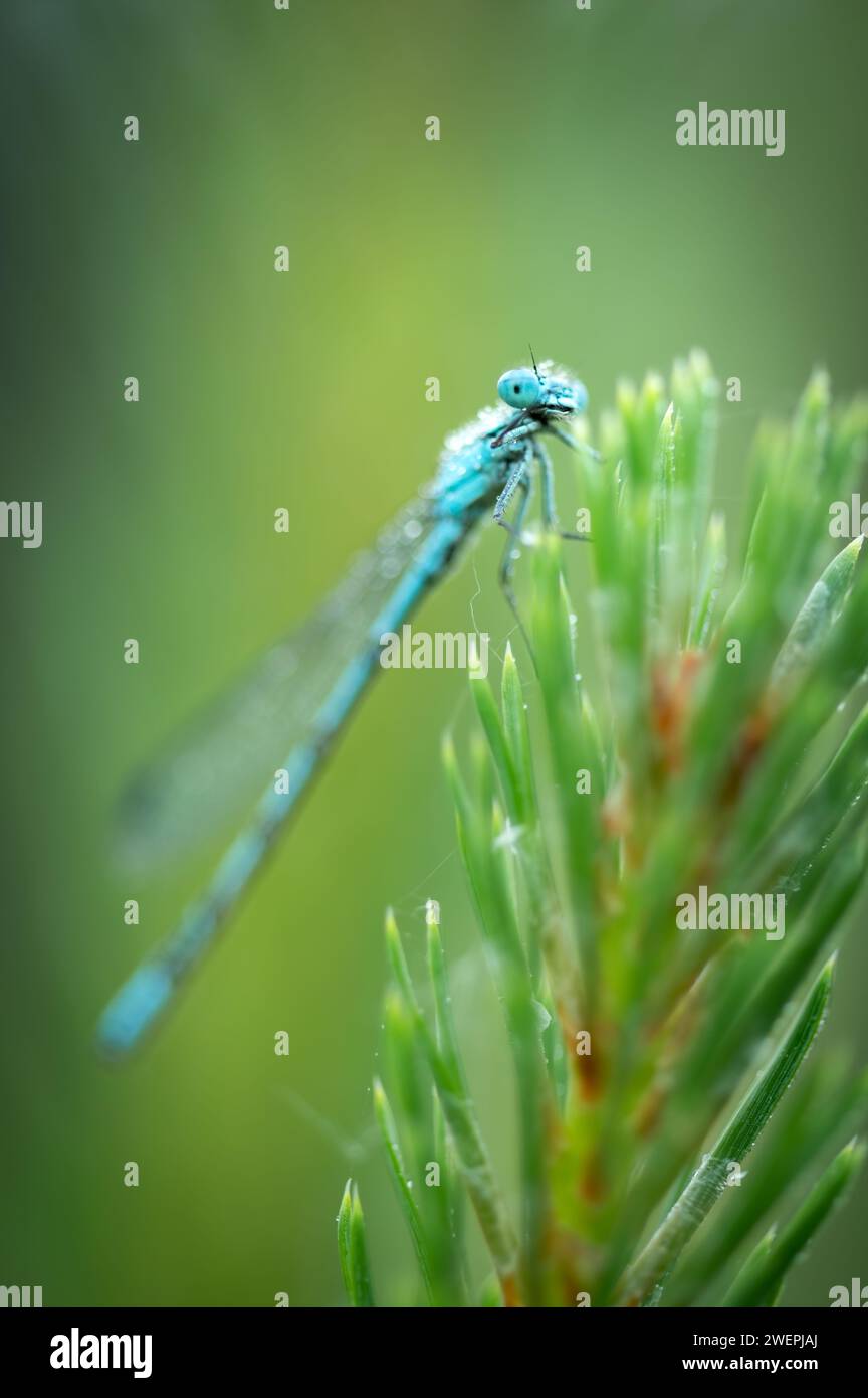 Ritratto di una damselfly blu comune (Enallagma cyathigerum) Foto Stock