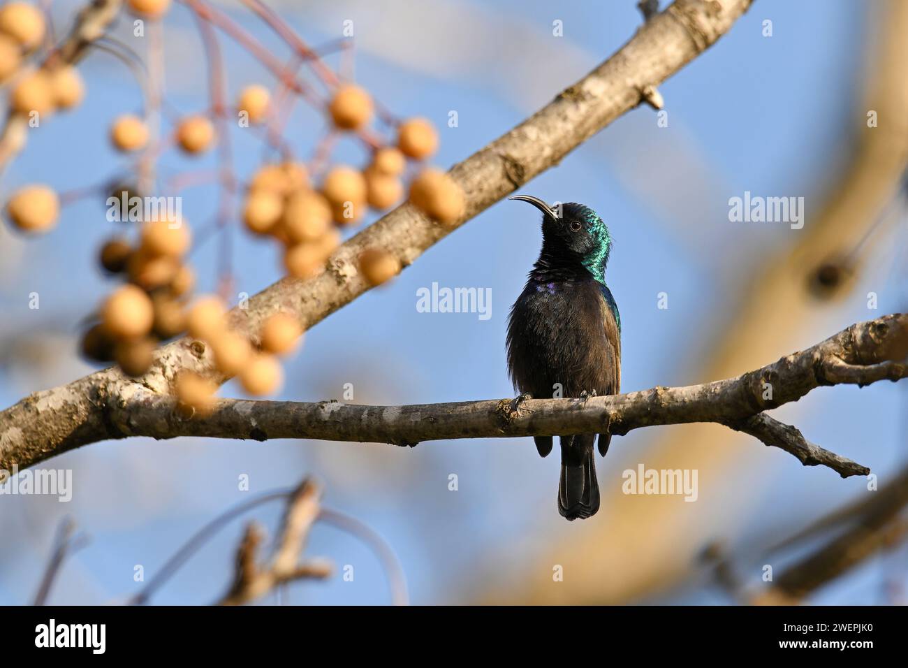 Meno preoccupante (popolazione stabile) trovato in alcune parti del Medio Oriente e dell'Africa sub-sahariana, è anche conosciuto come l'uccello del sole dal ciuffo arancione. Foto Stock