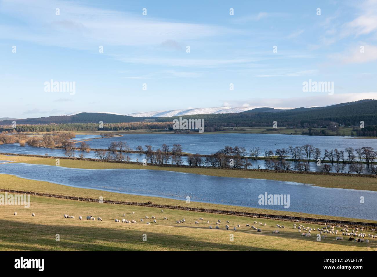 26 gennaio 2024. River Spey Valley vicino ad Aviemore, Highlands, Scozia. Questa è la valle del fiume Spey che è totalmente allagata mentre le sponde sono sorvolate a causa della quantità di pioggia e neve che scioglie. Credito - JASPERIMAGE/AlamyLiveNews Foto Stock