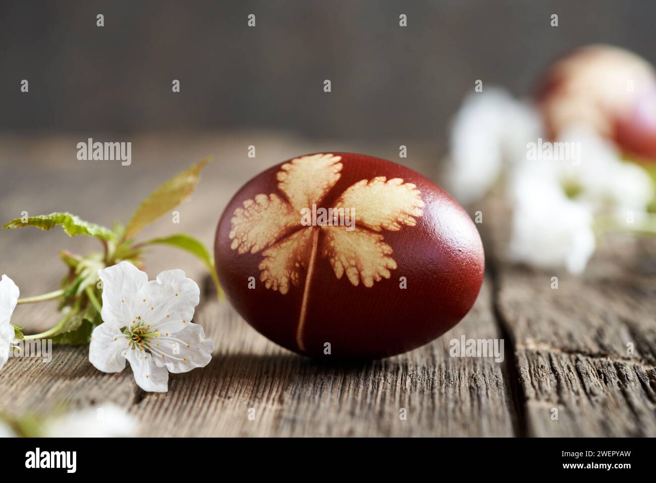 Uovo di Pasqua marrone tinto con bucce di cipolla con un motivo di foglie fresche con fiori di ciliegio Foto Stock