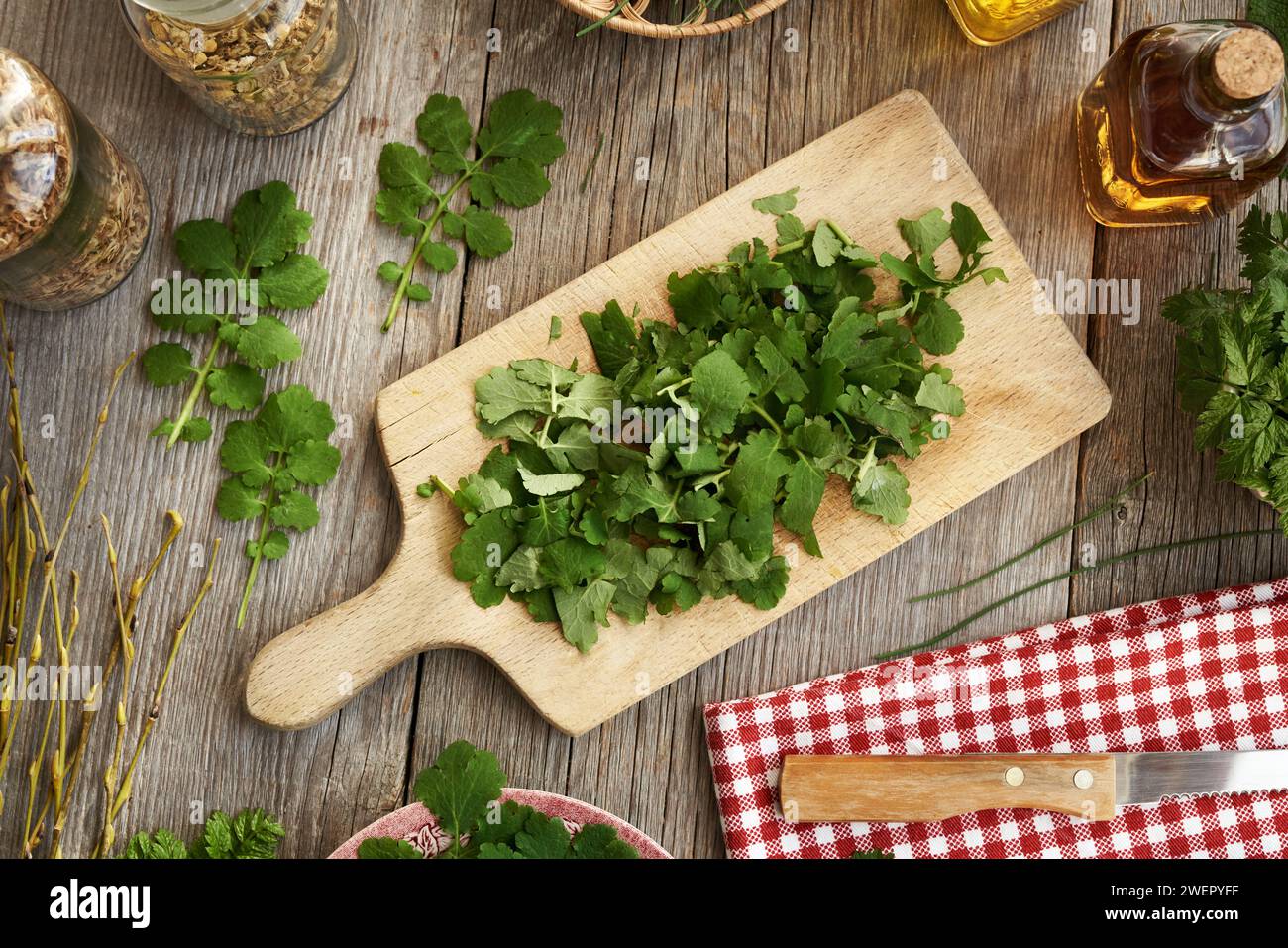 Tritare tetterwort fresco o pianta celandina maggiore - preparazione di tintura di erbe fatte in casa Foto Stock