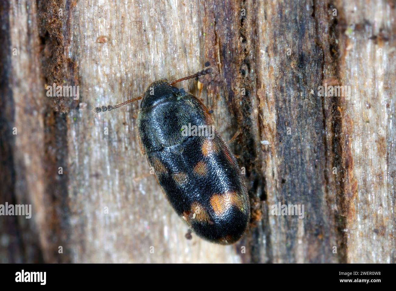 Litargus connexus su legno, primo piano estremo con ingrandimento elevato. Foto Stock