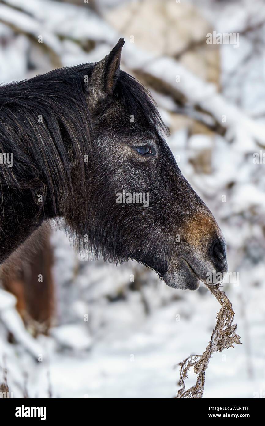 Un cavallo nero in piedi accanto a una pila di ramoscelli in un paesaggio innevato Foto Stock