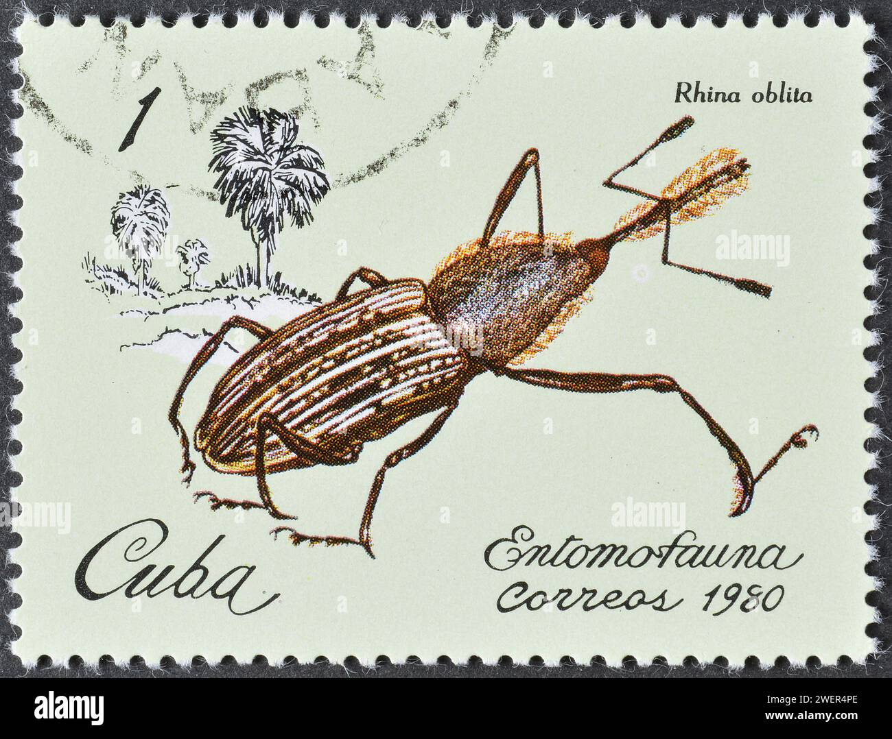 Francobollo cancellato stampato da Cuba, che mostra Weevil (Rhina oblita), intorno al 1980. Foto Stock