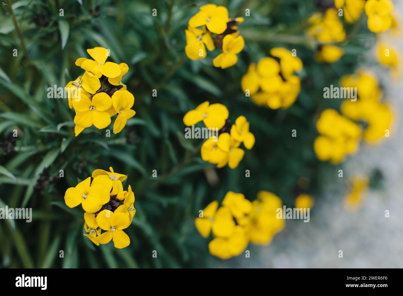 Bellissimi fiori gialli di Wallflower (Erysimum cheiri) in un giardino primaverile. Messa a fuoco selettiva. Foto Stock