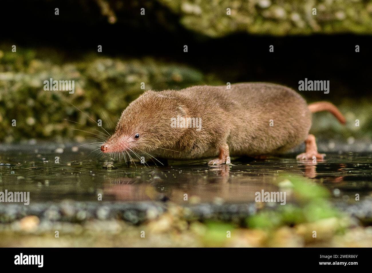 Toporagno comune Foto Stock