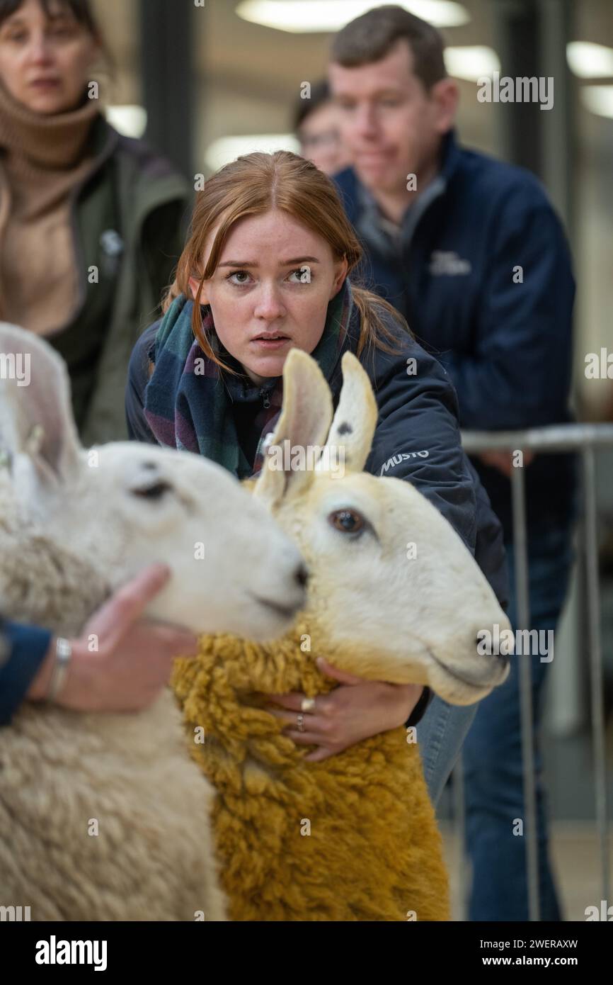 A giudicare da una vendita femminile di Border Leicester al Carlisle Livestock Auction mart, Cumbria, UK. Foto Stock