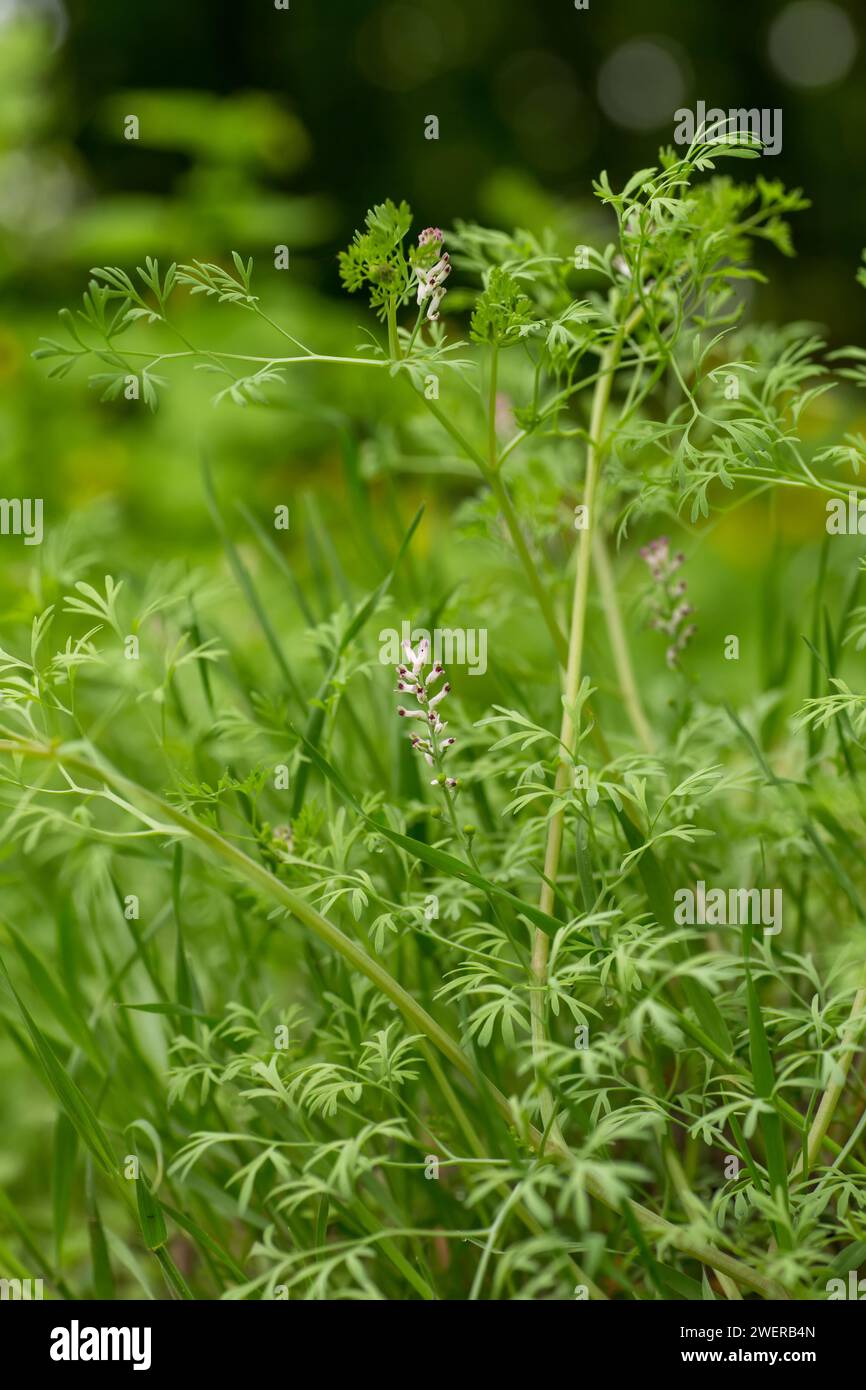 Fumaria officinalis, fumitorio comune, fumitorio della droga o fumo di terra primo piano. Sfocato Foto Stock