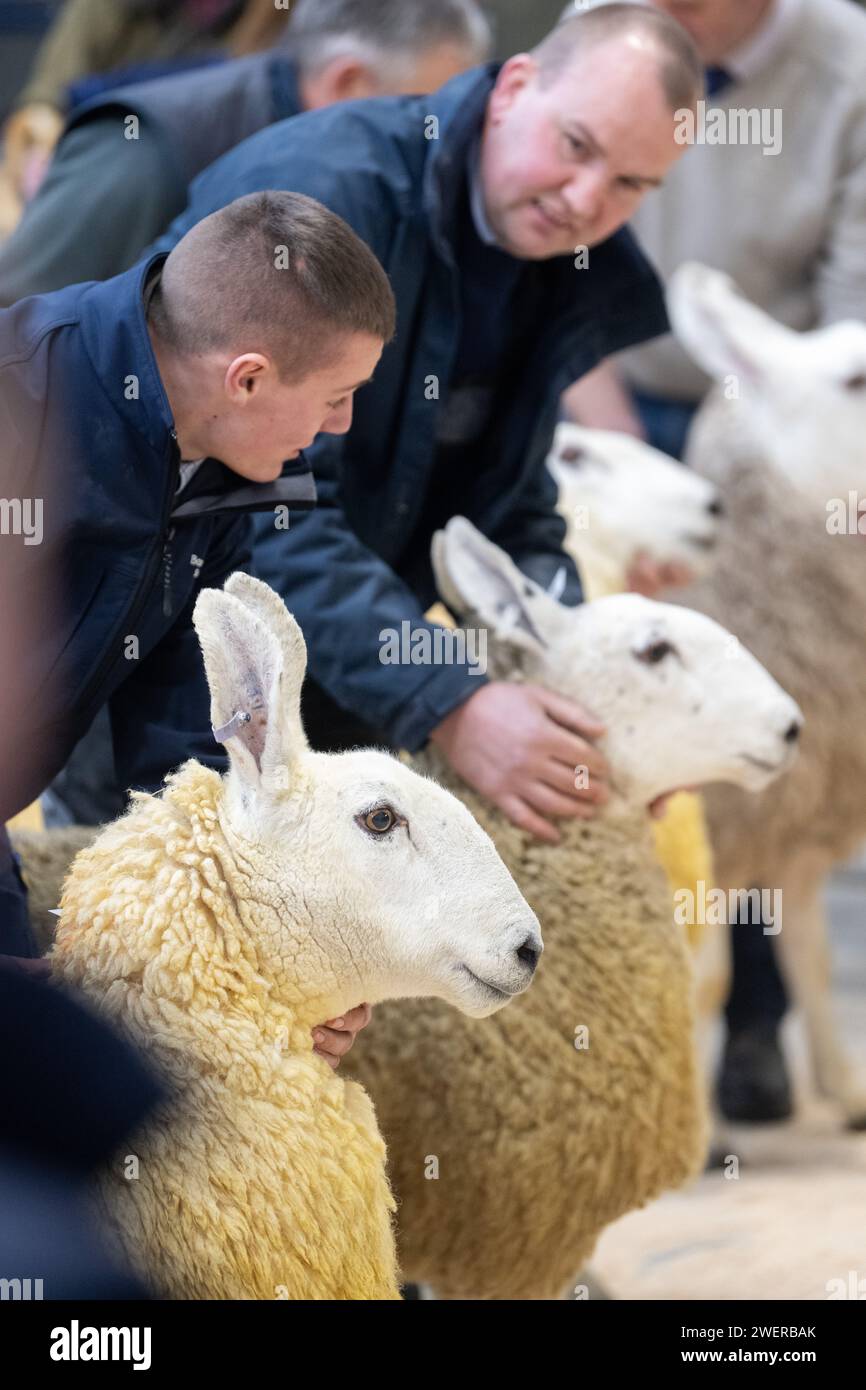 A giudicare da una vendita femminile di Border Leicester al Carlisle Livestock Auction mart, Cumbria, UK. Foto Stock