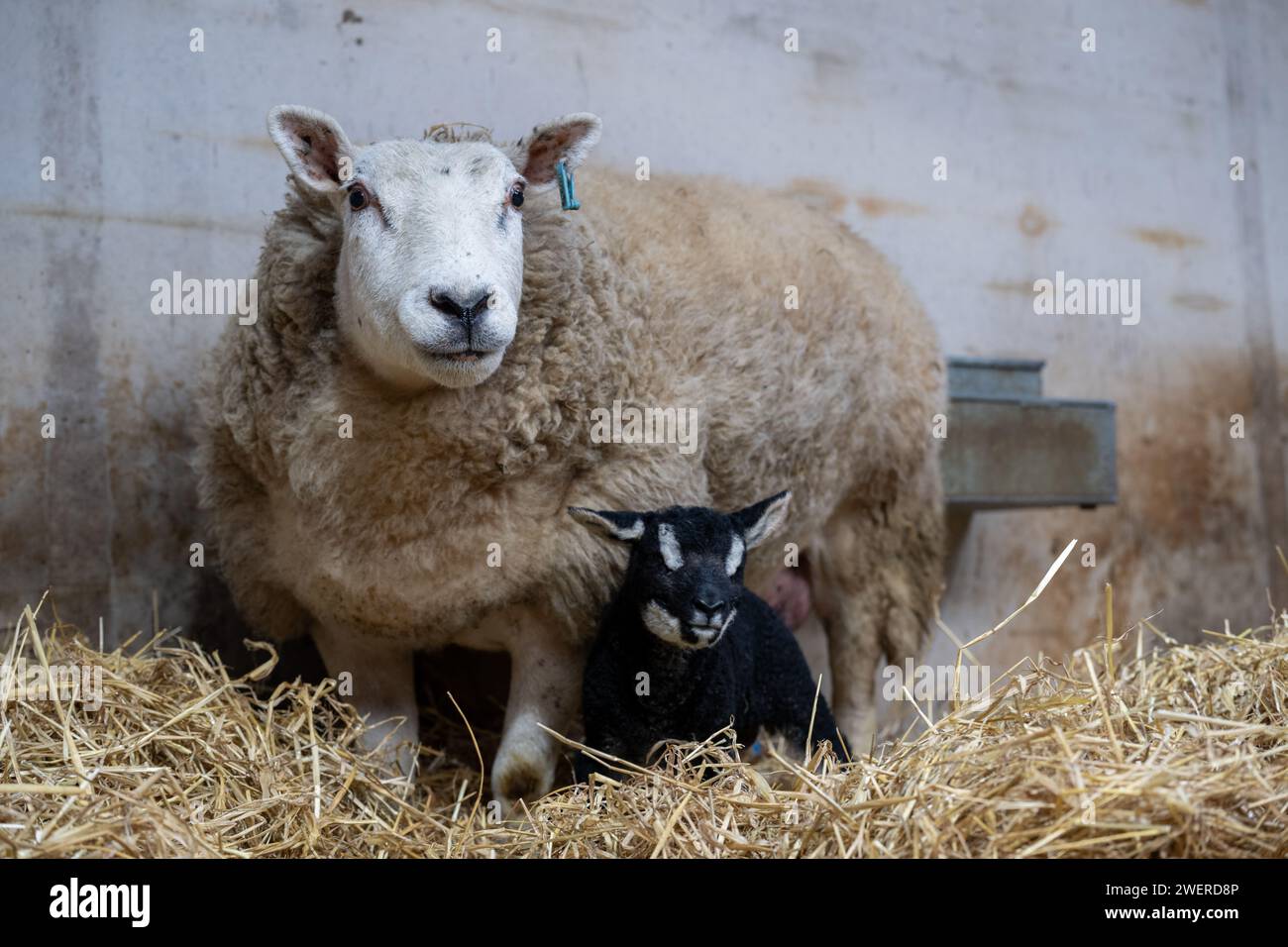 Pecora incrociata con un pedigree Badger ha affrontato Texel a piedi a seguito di un programma di allevamento di trapianti di embrioni. Cumbria, Regno Unito. Foto Stock