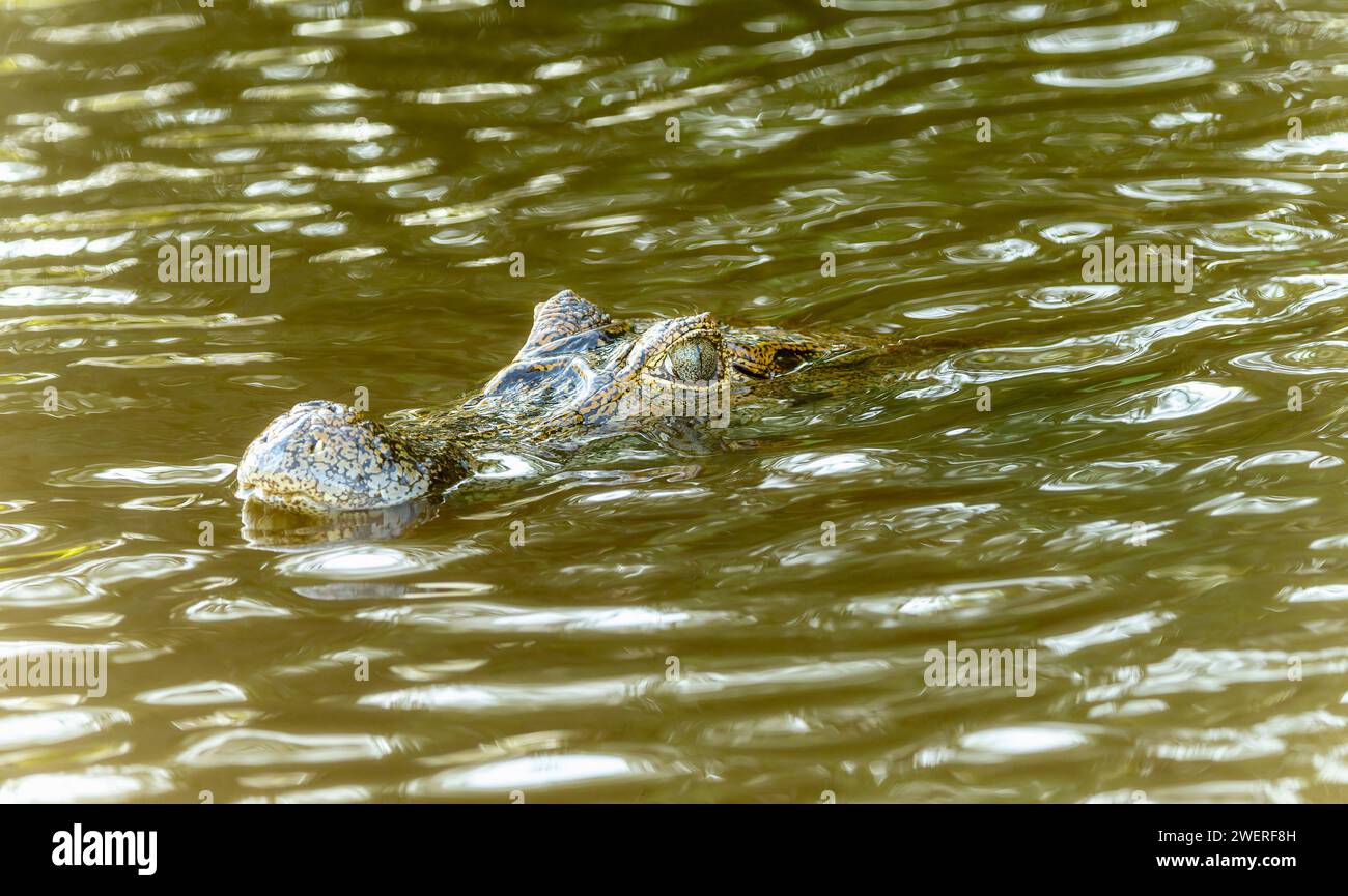 Yacare Caiman (Caiman yacare) in acqua in Brasile in Brasile Foto Stock