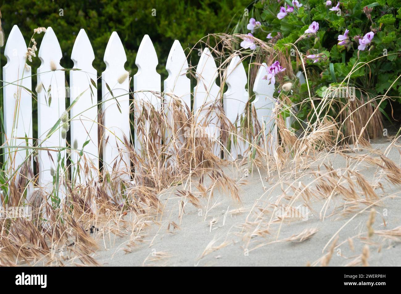 Sabbia costruita contro la recinzione frontale, vicino alla spiaggia di Seatoun, Wellington, North Island, nuova Zelanda Foto Stock