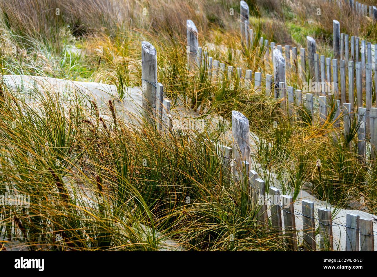 Erba sulle dune di sabbia dietro la spiaggia e recinzioni di protezione dall'erosione, Seatoun, Wellington, North Island, nuova Zelanda Foto Stock