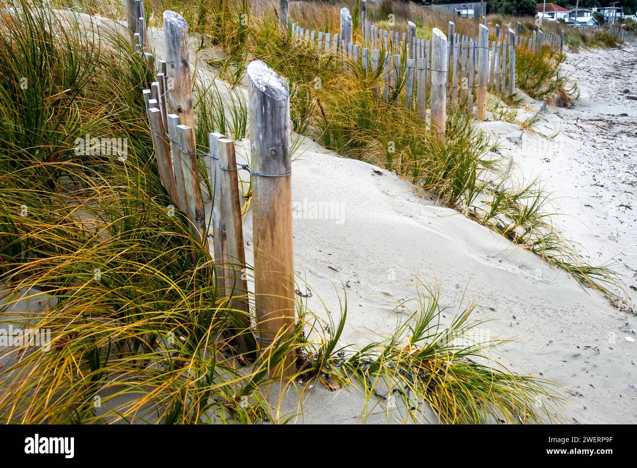 Erba sulle dune di sabbia dietro la spiaggia e recinzioni di protezione dall'erosione, Seatoun, Wellington, North Island, nuova Zelanda Foto Stock