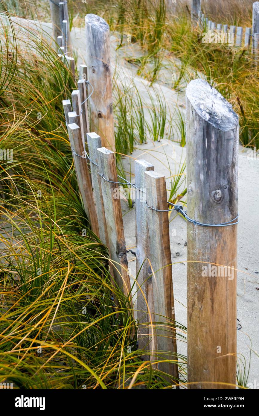 Erba sulle dune di sabbia dietro la spiaggia e recinzioni di protezione dall'erosione, Seatoun, Wellington, North Island, nuova Zelanda Foto Stock
