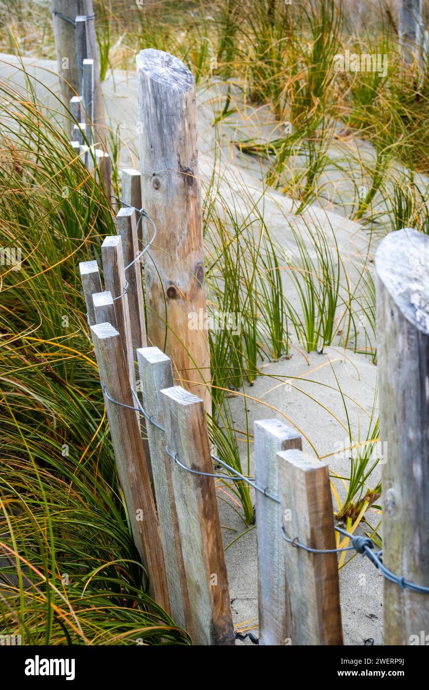 Erba sulle dune di sabbia dietro la spiaggia e recinzioni di protezione dall'erosione, Seatoun, Wellington, North Island, nuova Zelanda Foto Stock