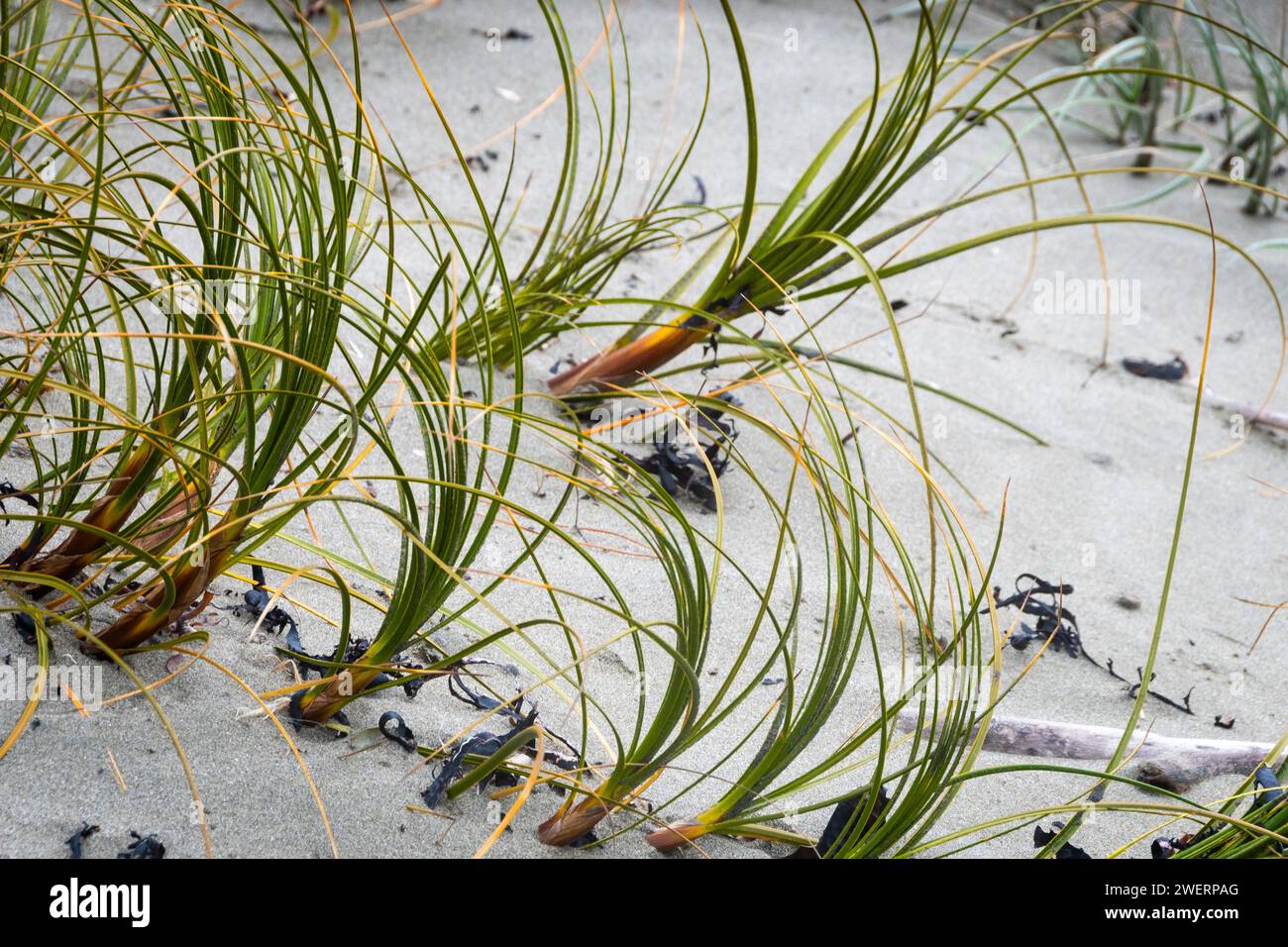 Erba sulle dune di sabbia dietro la spiaggia, Seatoun, Wellington, North Island, nuova Zelanda Foto Stock