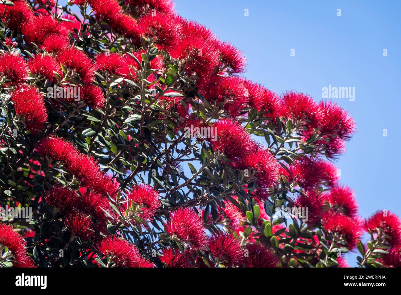 Albero di Pohutukawa in fiore, Palmerston North, Manawatu, Isola del Nord, nuova Zelanda Foto Stock