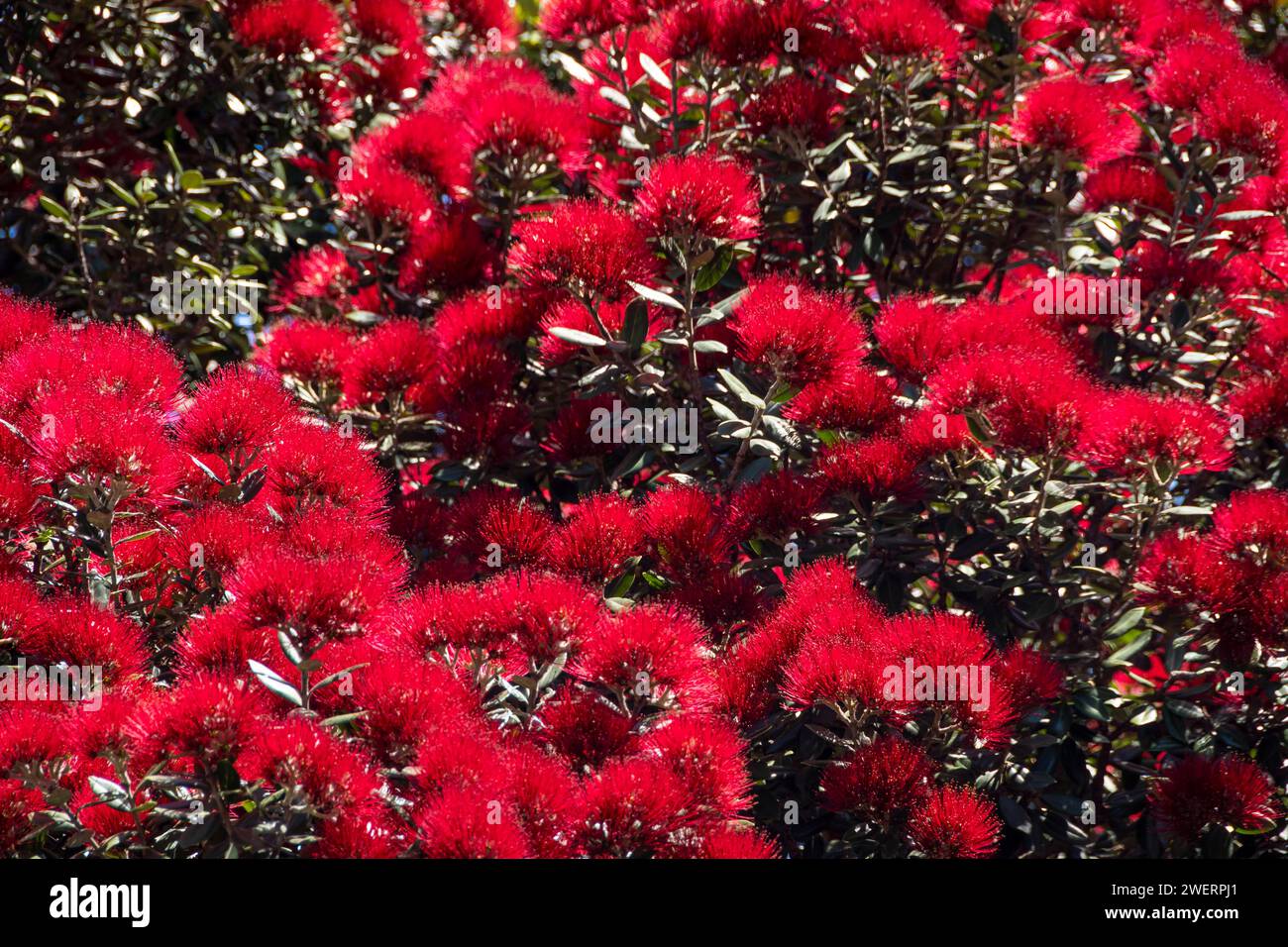 Albero di Pohutukawa in fiore, Palmerston North, Manawatu, Isola del Nord, nuova Zelanda Foto Stock