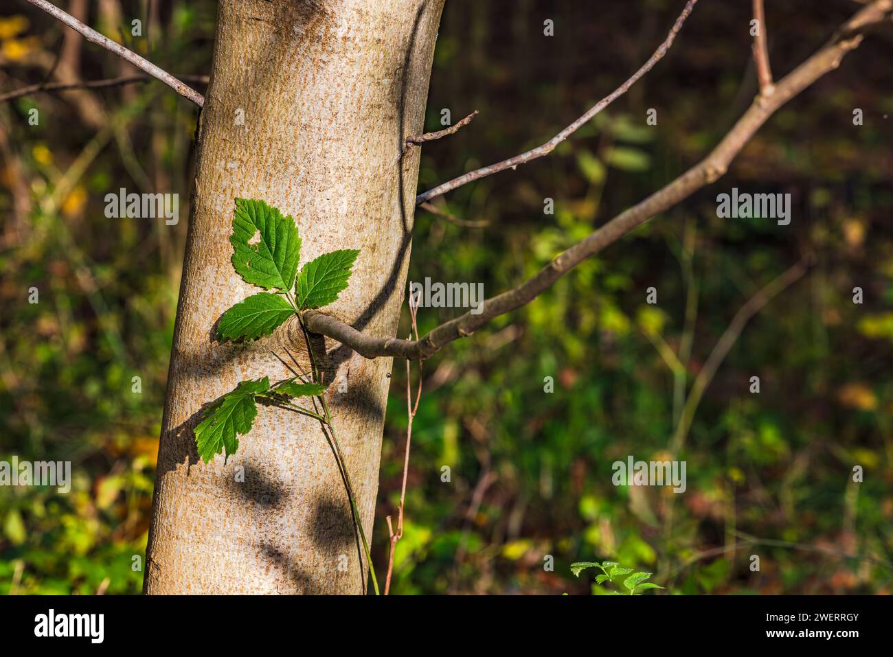 Tre foglie sorprendentemente intrappolate nel tronco di un albero al sole nella foresta Foto Stock