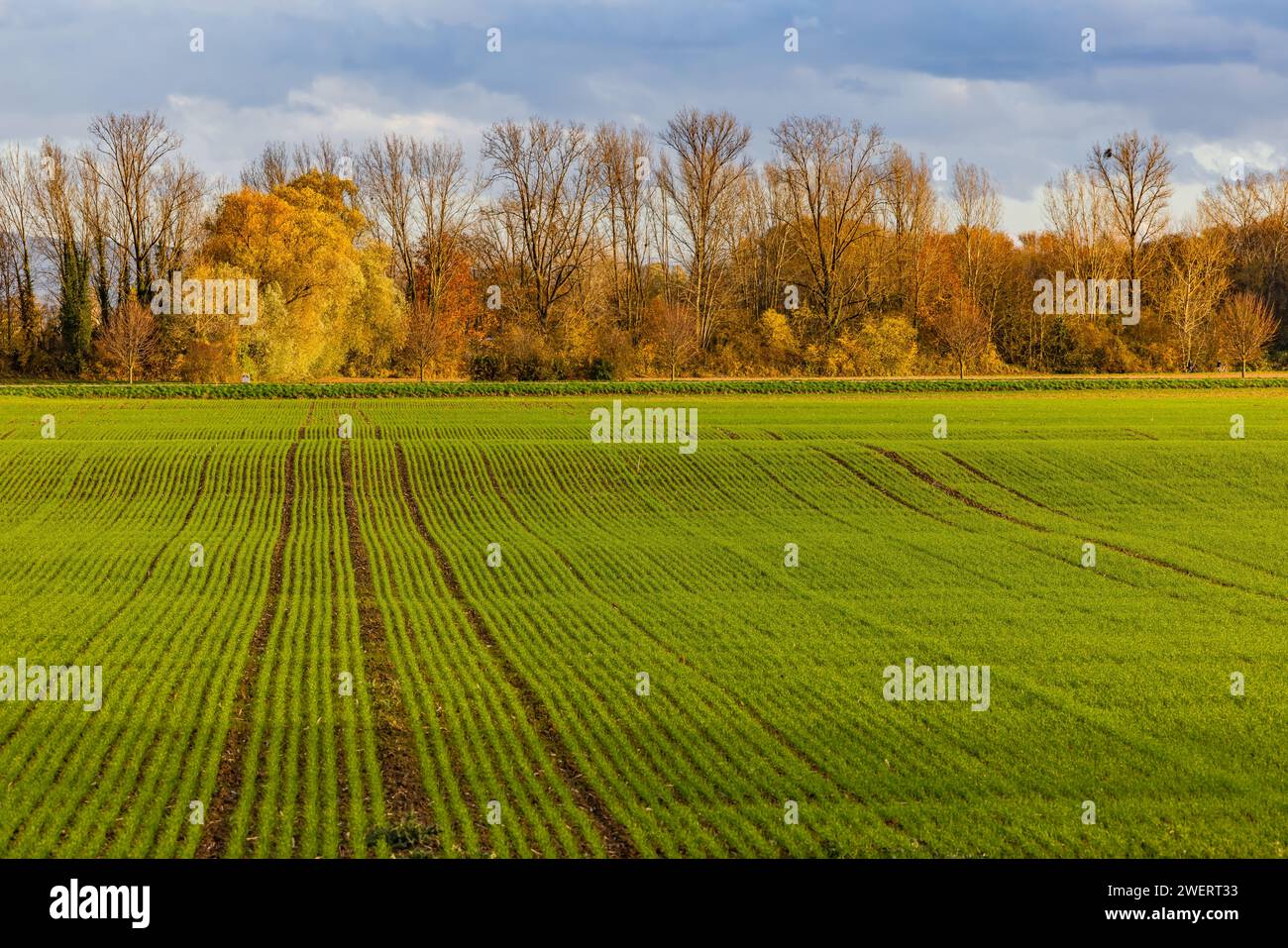 File di piante agricole in un campo con tracce e linee davanti agli alberi autunnali sullo sfondo Foto Stock