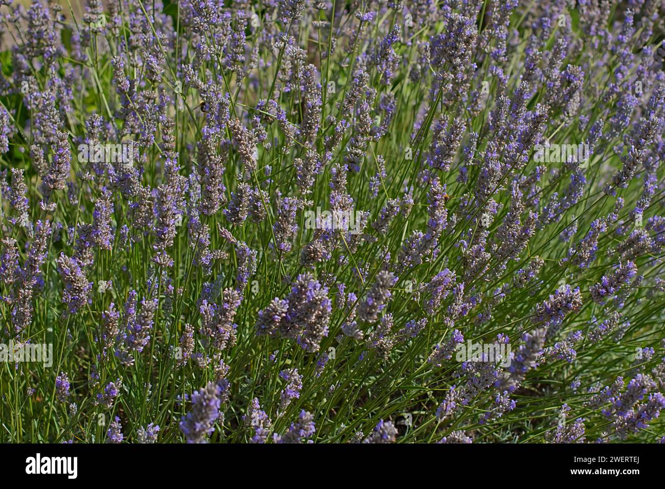 Una fitta macchia di lavanda verde e blu in piena fioritura e attira insetti impollinanti durante l'estate. Foto Stock