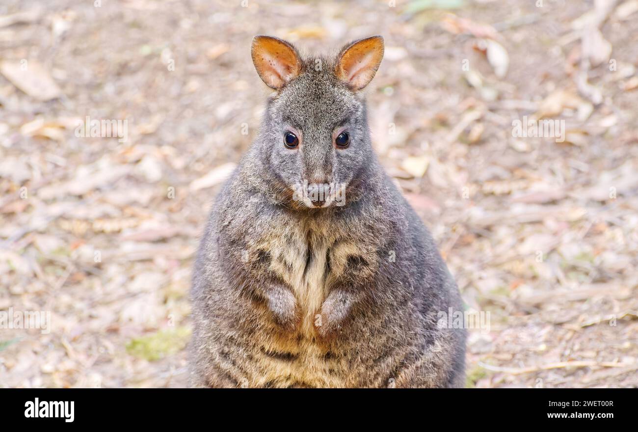Un giovane pademelon della Tasmania con pancia ruvida in un ritratto ravvicinato che guarda la macchina fotografica del Mount Field National Park, Tasmania, Australia Foto Stock